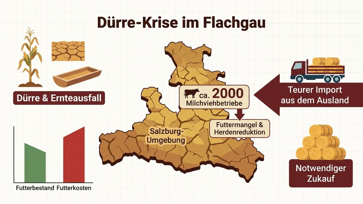 Dürre-Krise im Flachgau: ca. 2000 Milchviehbetriebe, Futterknappheit, teurer Import, notwendiger Zukauf