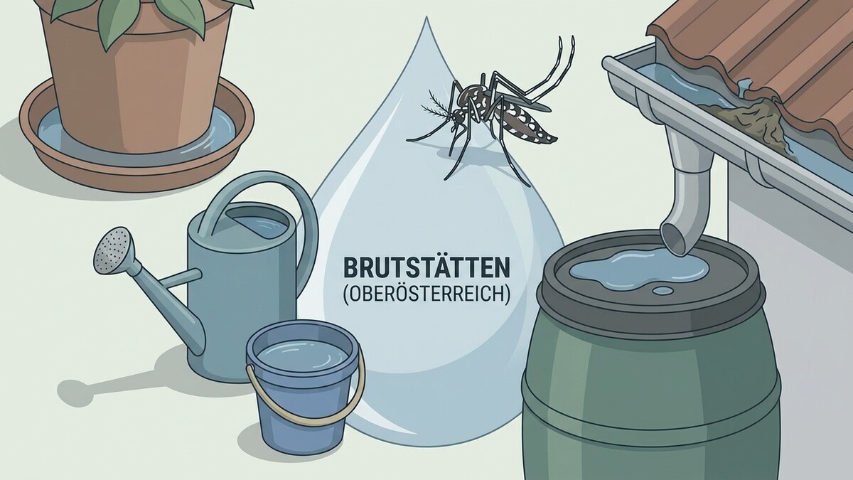 Gartengeräte und Regentonne als Brutstätten für Stechmücken in Oberösterreich
