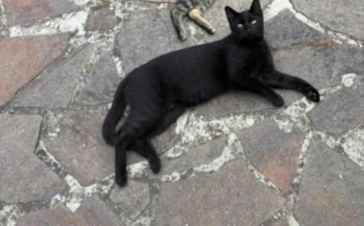 Schwarze Katze liegt auf Steinboden, im Hintergrund ein getigerter Katzenkörper