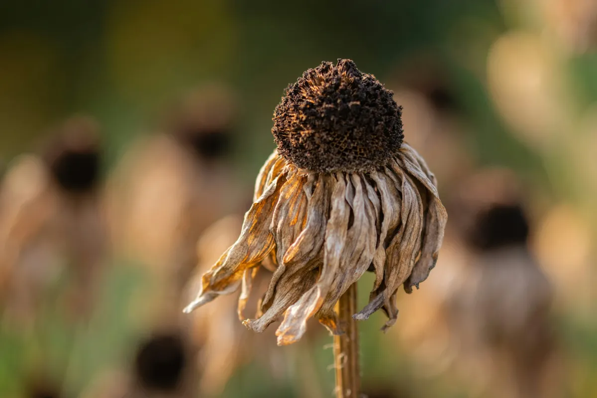 Vertrocknete Blume in der Hitze
