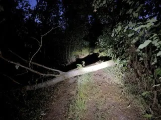 Baum liegt im Wald auf einem Wanderweg bei Nacht, beleuchtet von einer Taschenlampe