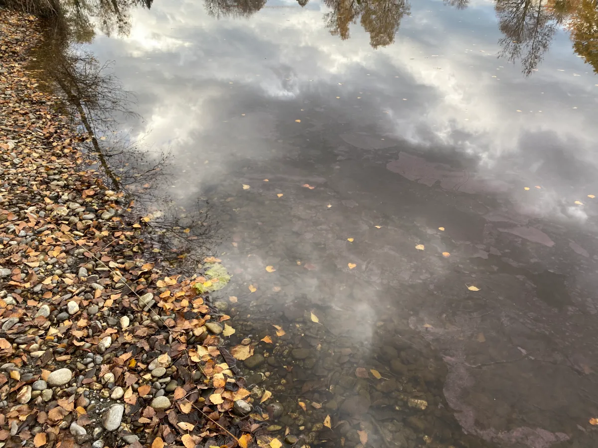 Herbstliche Baumspiegelung im Wasser mit Kieselsteinen und Laub am Ufer