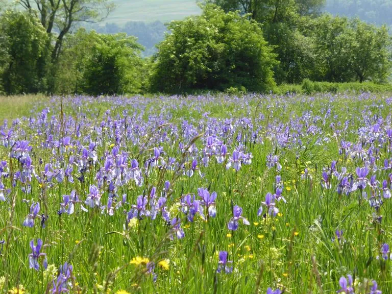 Wiese mit lila Schwertlilien und gelben Butterblumen im Vordergrund, Bäume im Hintergrund.
