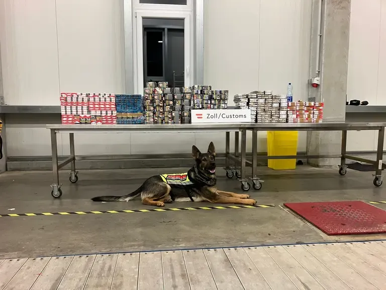 Zollhund liegt vor einem Tisch mit beschlagnahmten Zigarettenpackungen in einem Lagerraum.