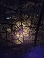 Nachtaufnahme eines Waldes mit kahlen Bäumen und einem hellen Lichtschein im Hintergrund.