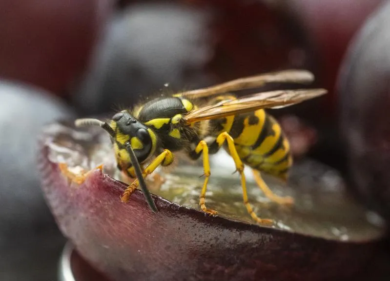 Wespe frisst Traube in Nahaufnahme auf dunklem Hintergrund.