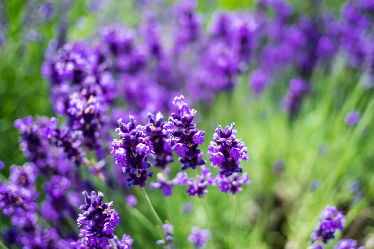 Lavendelblüten in voller Blüte vor unscharfem grünen Hintergrund