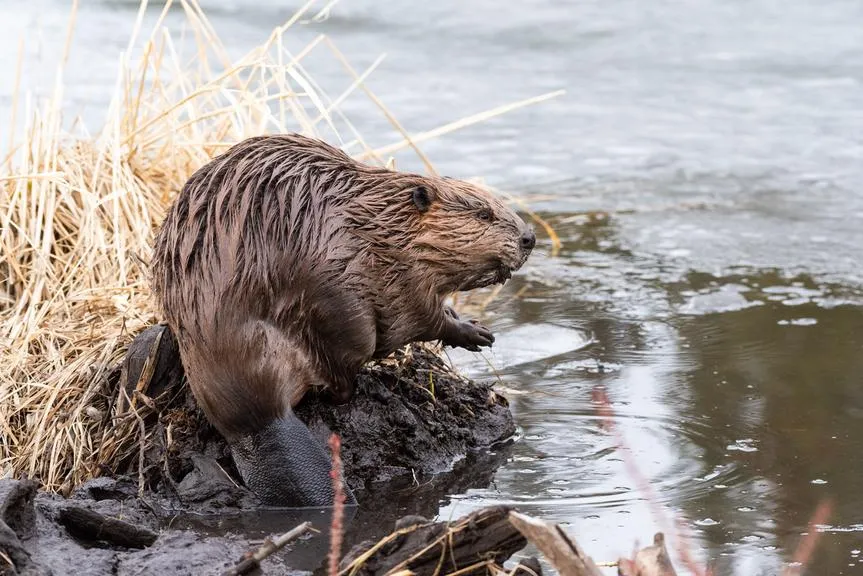 Biber sitzt auf einem schlammigen Ufer neben trockenem Schilf am Wasser.