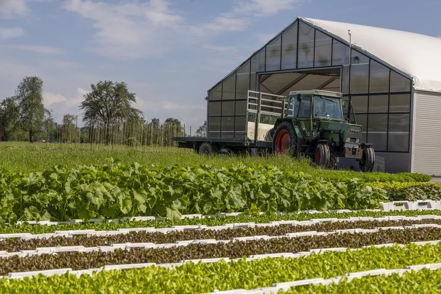 Traktor mit Anhänger vor Gewächshaus auf einem Feld mit Salat und Zucchini