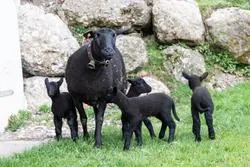 Schwarzes Schaf mit Lämmern auf grüner Wiese vor Steinmauer