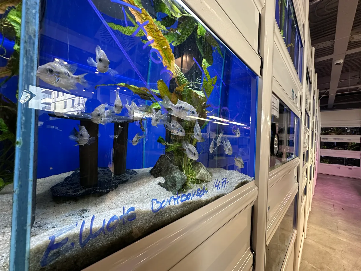 Fische im Aquarium mit Beschriftung "E. Wlotsch Barsch 14,99"