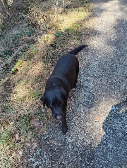 Schwarzer Labrador auf einem Schotterweg im Wald