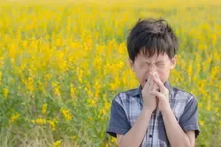 Kind mit Heuschnupfen niest in einem Feld mit gelben Blumen in Österreich