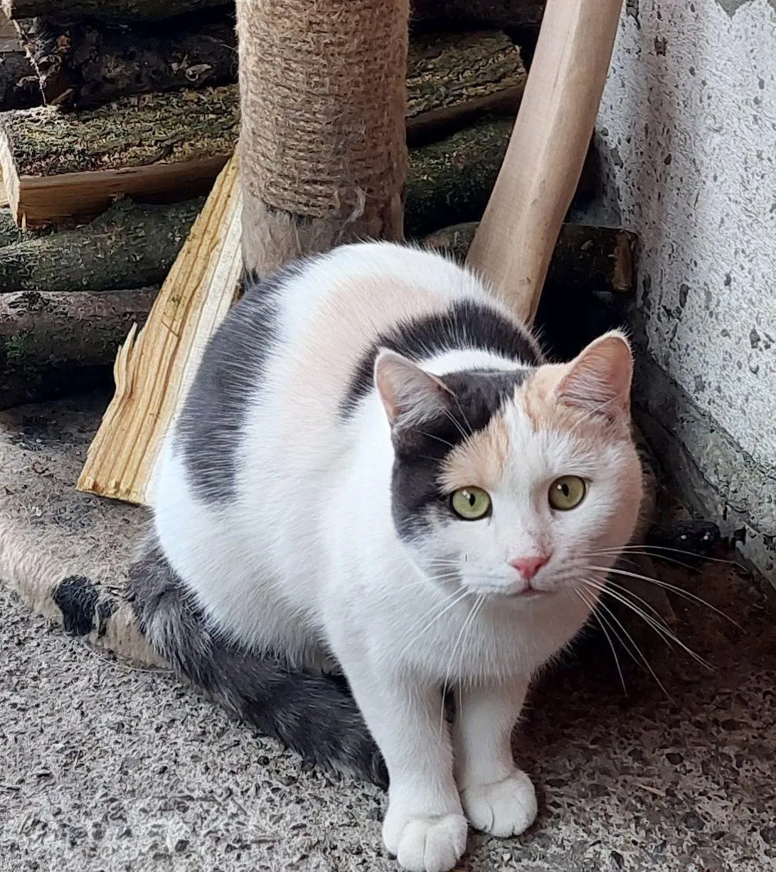 Katze mit dreifarbigem Fell sitzt auf Beton vor Holzstapel