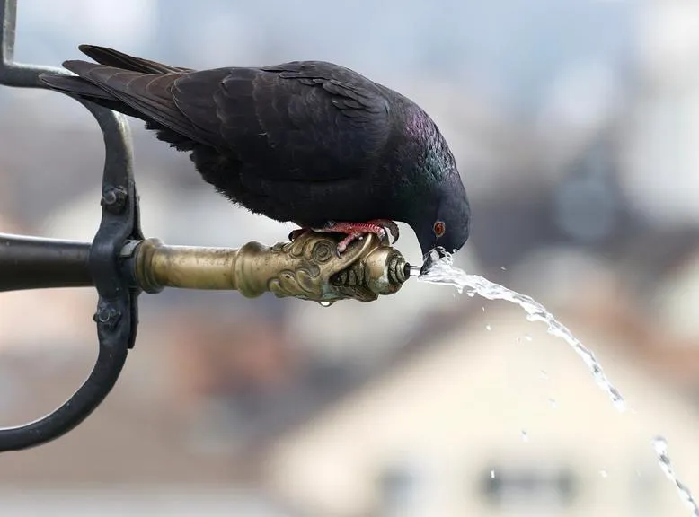 Taube trinkt Wasser aus einem kunstvoll verzierten Brunnen in Wien