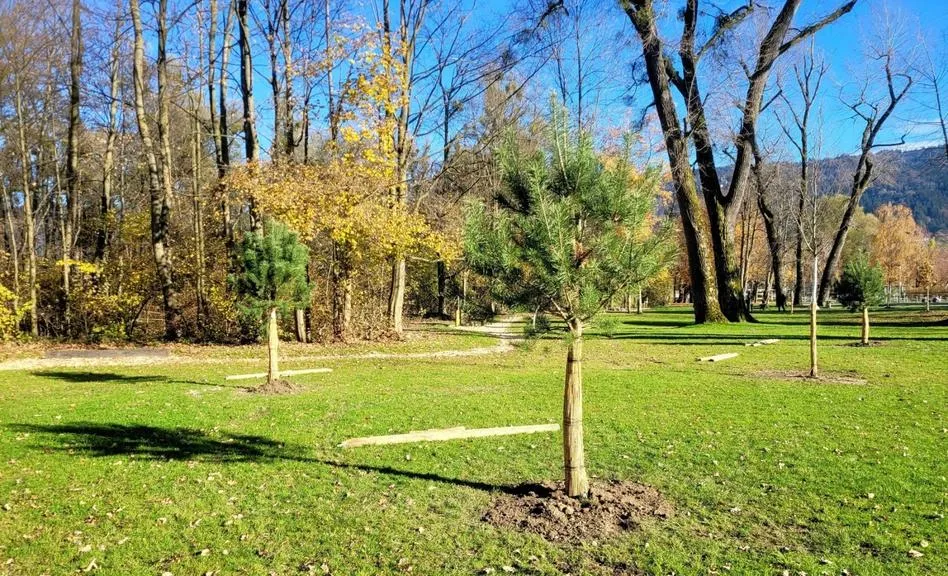 Junge Bäume, frisch gepflanzt, stehen auf einer grünen Wiese im Herbst.
