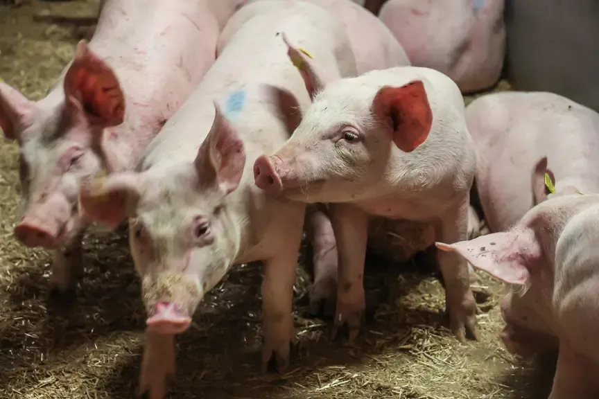Schweine auf einem Bauernhof in Österreich auf Stroh.