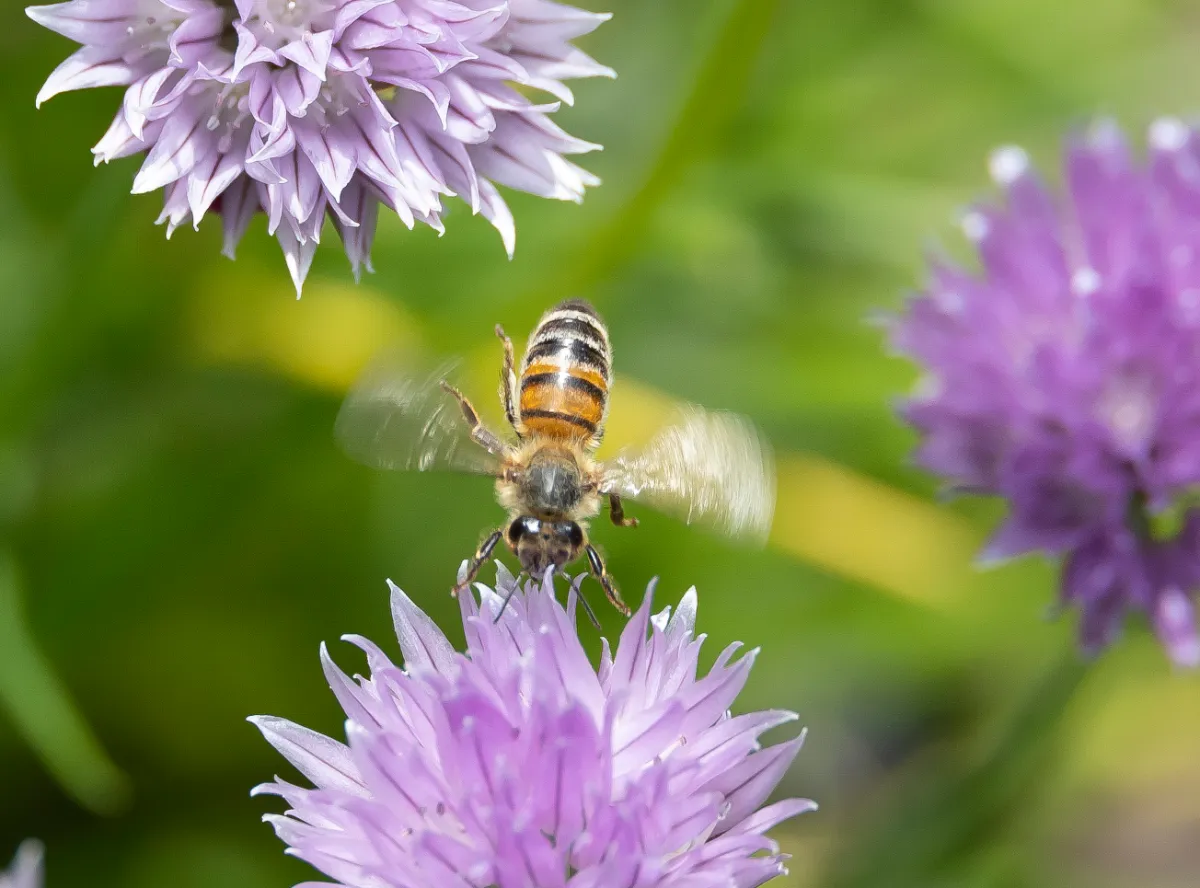 Biene fliegt auf eine lila Blüte zu, im Hintergrund grünes Laub.