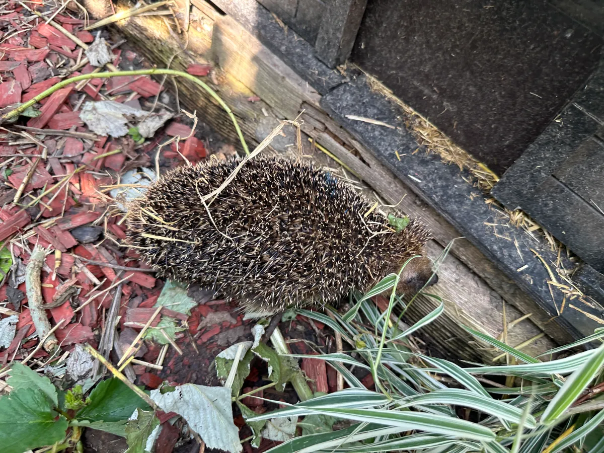 Igel auf Rindenmulch vor Holzhütte im Garten