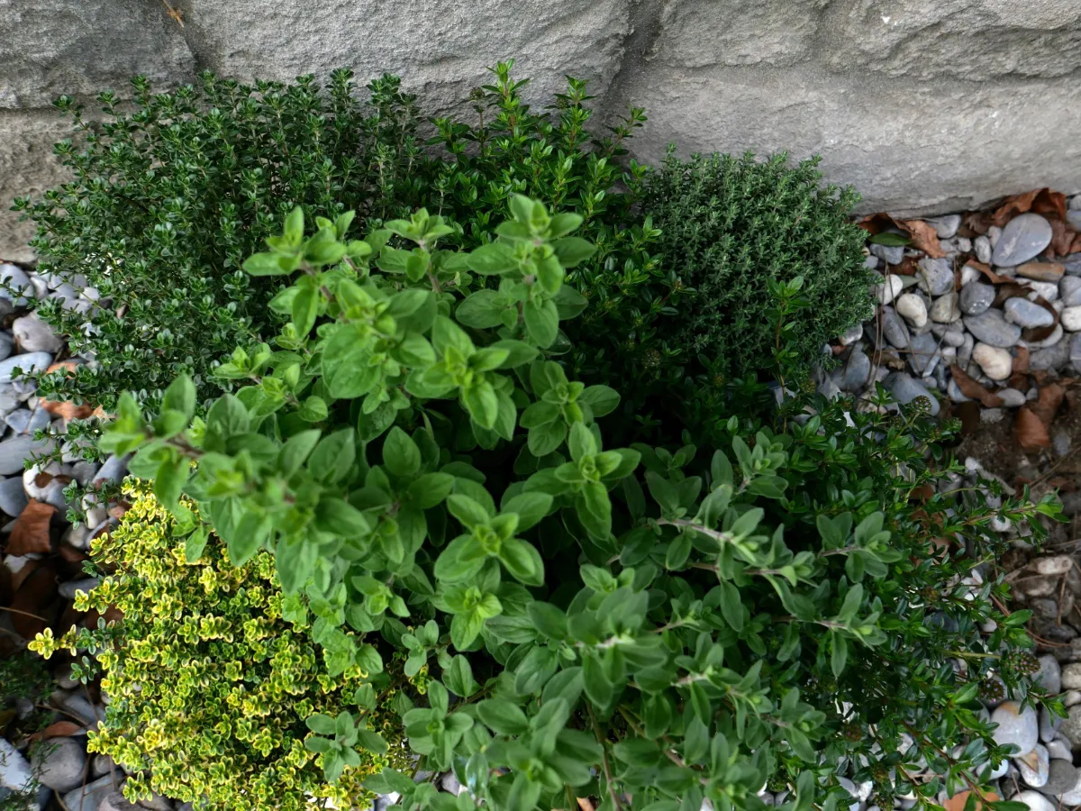 Kräuter wie Thymian und Oregano in einem Steingarten mit Kies und Steinen