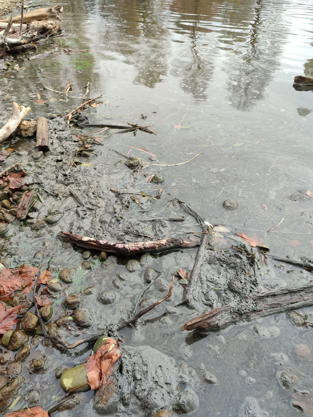 Schlammiges Ufer mit Treibholz und Steinen im Wasser