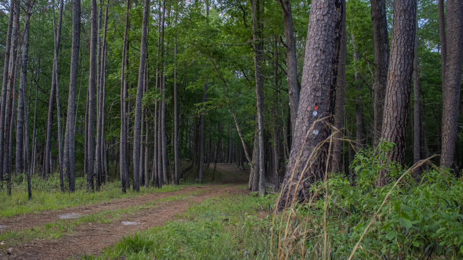 Waldweg mit Markierungen an Bäumen im österreichischen Wald