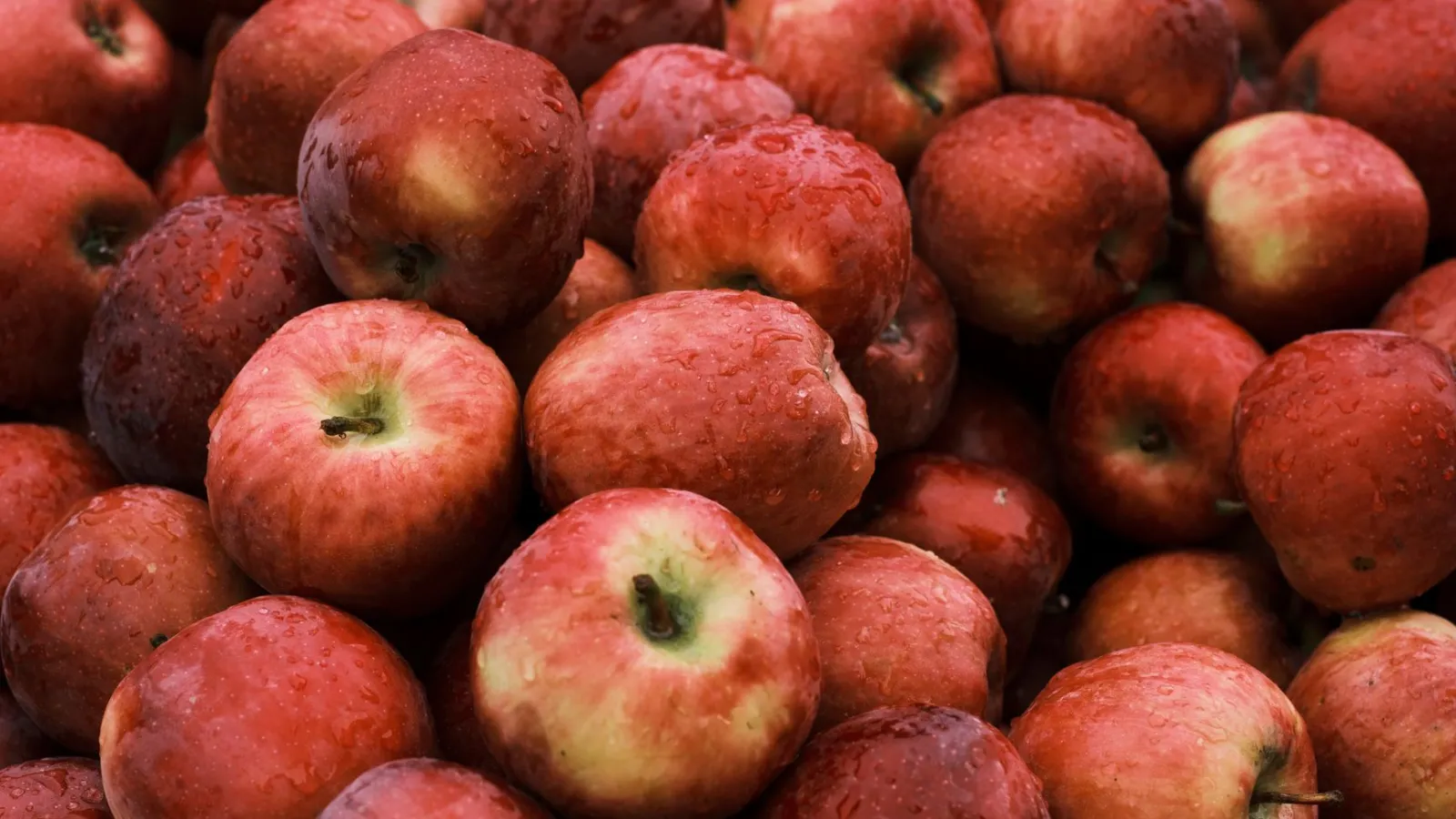 Äpfel mit Wassertropfen auf einem Haufen in Österreich