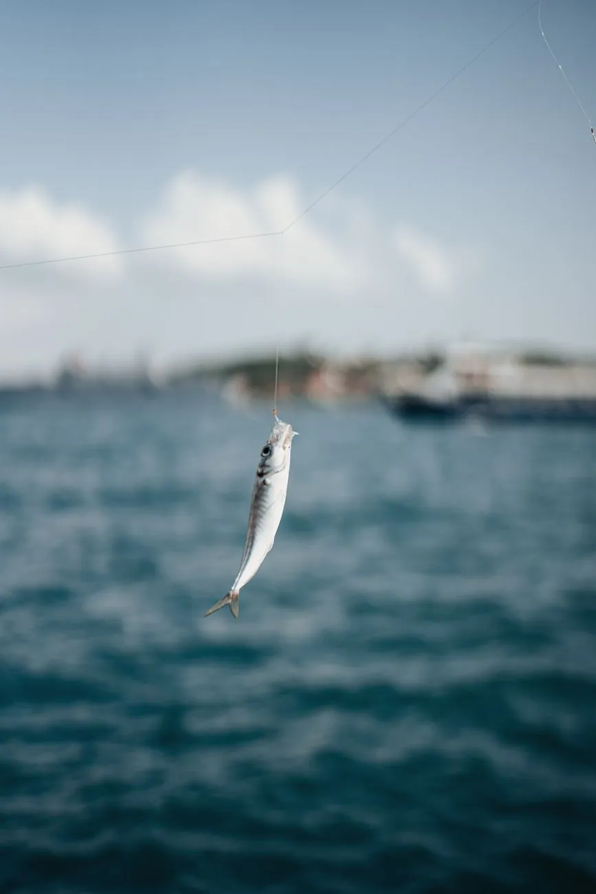 Fisch am Haken baumelt über dem Meer, im Hintergrund unscharfe Küste