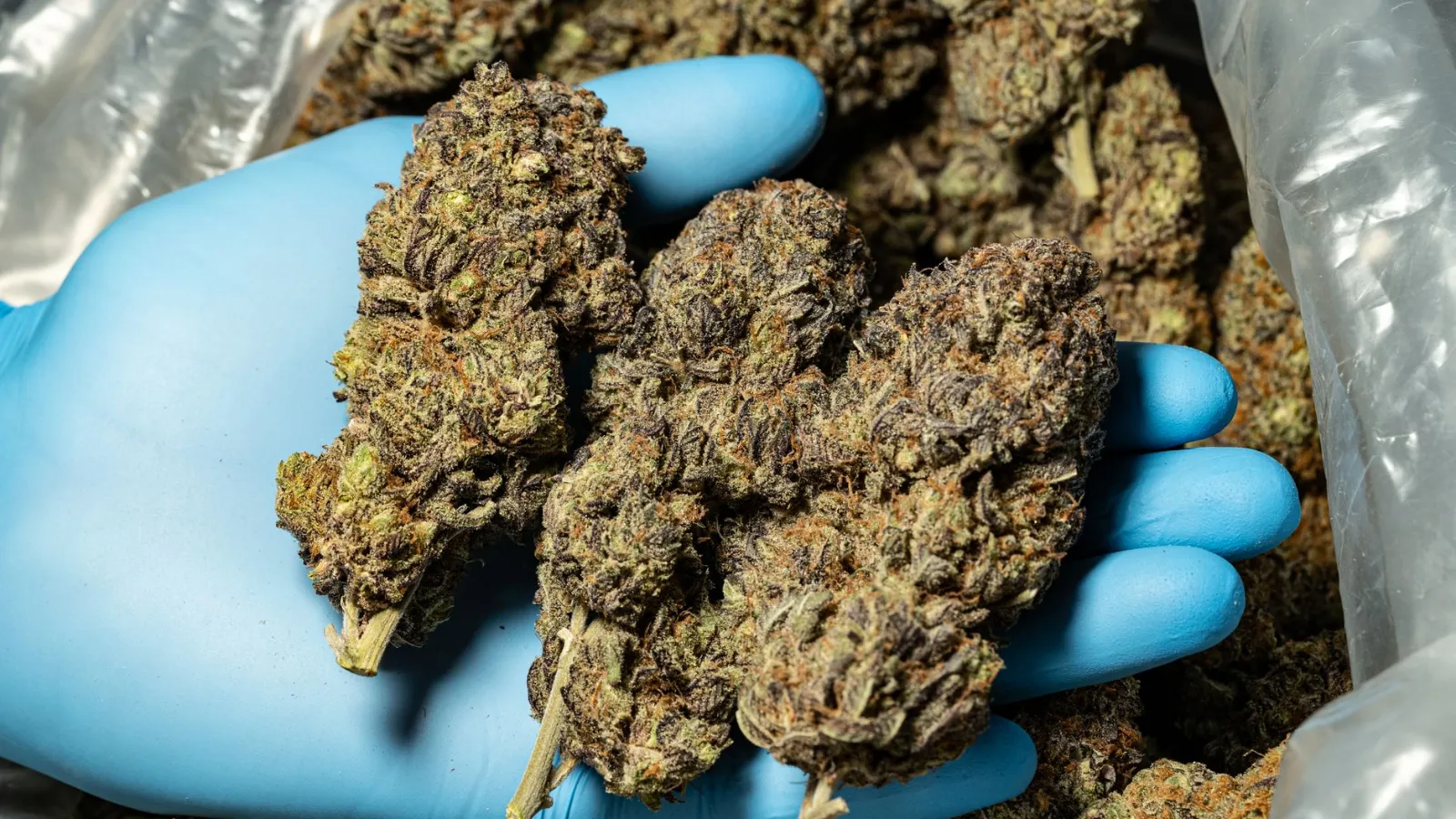 Cannabisblüten in blauer Handschuh-Hand vor Hintergrund mit weiteren Blüten