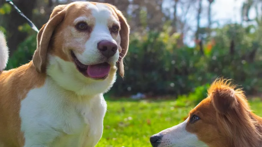 Zwei Hunde im Freien, ein Beagle und ein braun-weißer Hund, stehen sich gegenüber.