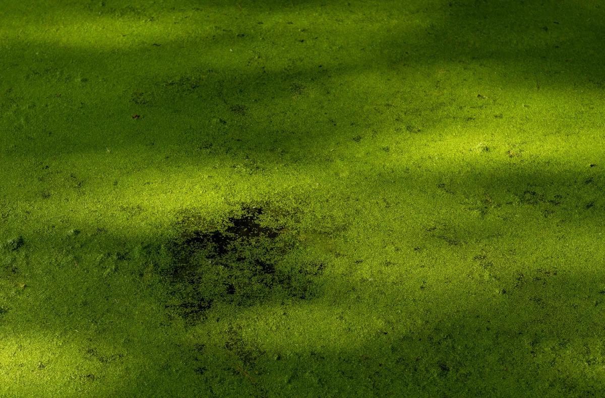 Ententeich mit grüner Algenblüte und Schattenstreifen von oben