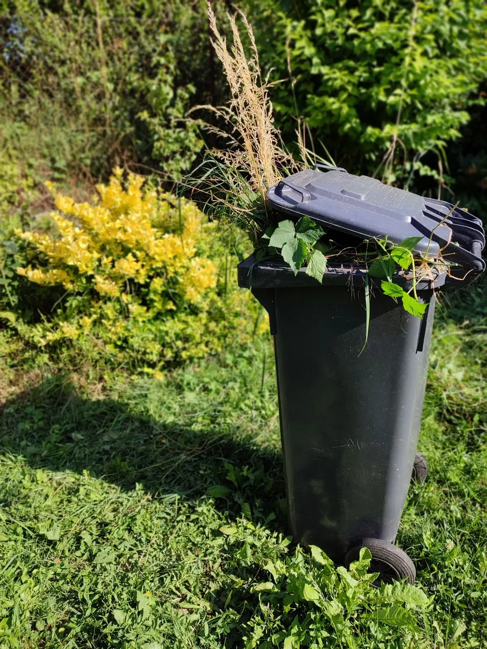 Mülltonne mit Grünschnitt im Garten, gelbe Ziersträucher im Hintergrund