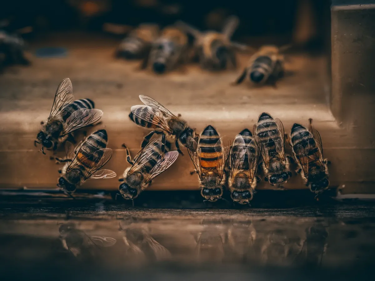 Bienen auf einem Bienenstock in Österreich, Nahaufnahme von vorne mit Spiegelung