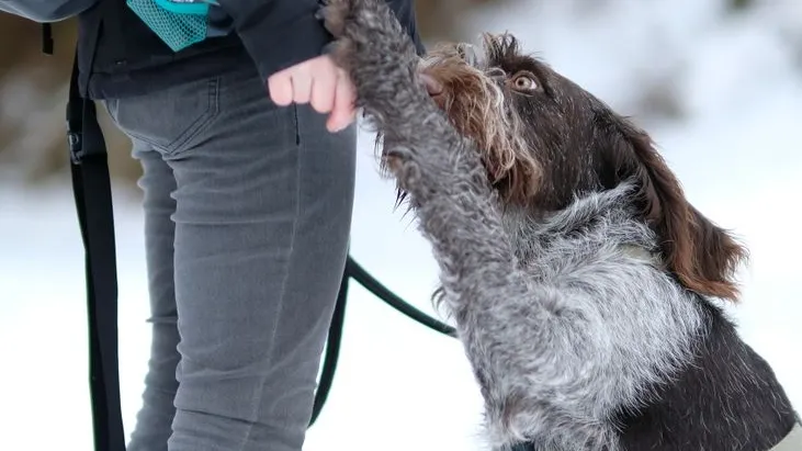 Hund gibt Person in verschneiter Landschaft die Pfote