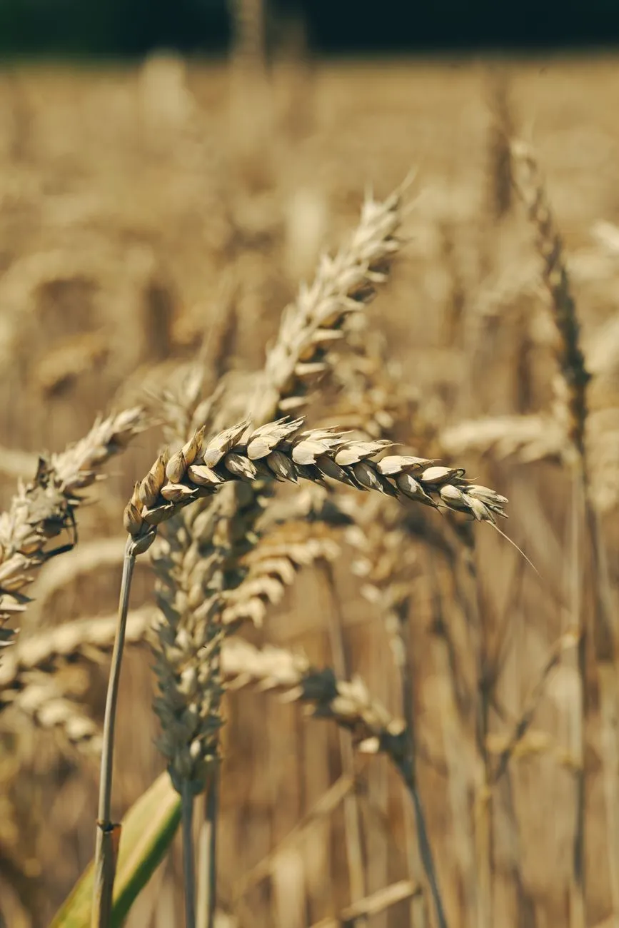 Reifes Korn auf einem Feld in Österreich, kurz vor der Ernte.