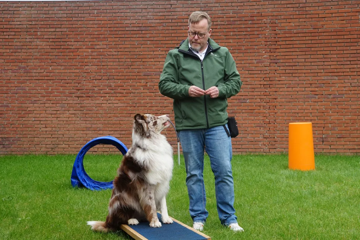 Hundetrainer mit Australian Shepherd auf Trainingsplatz mit Hindernissen.