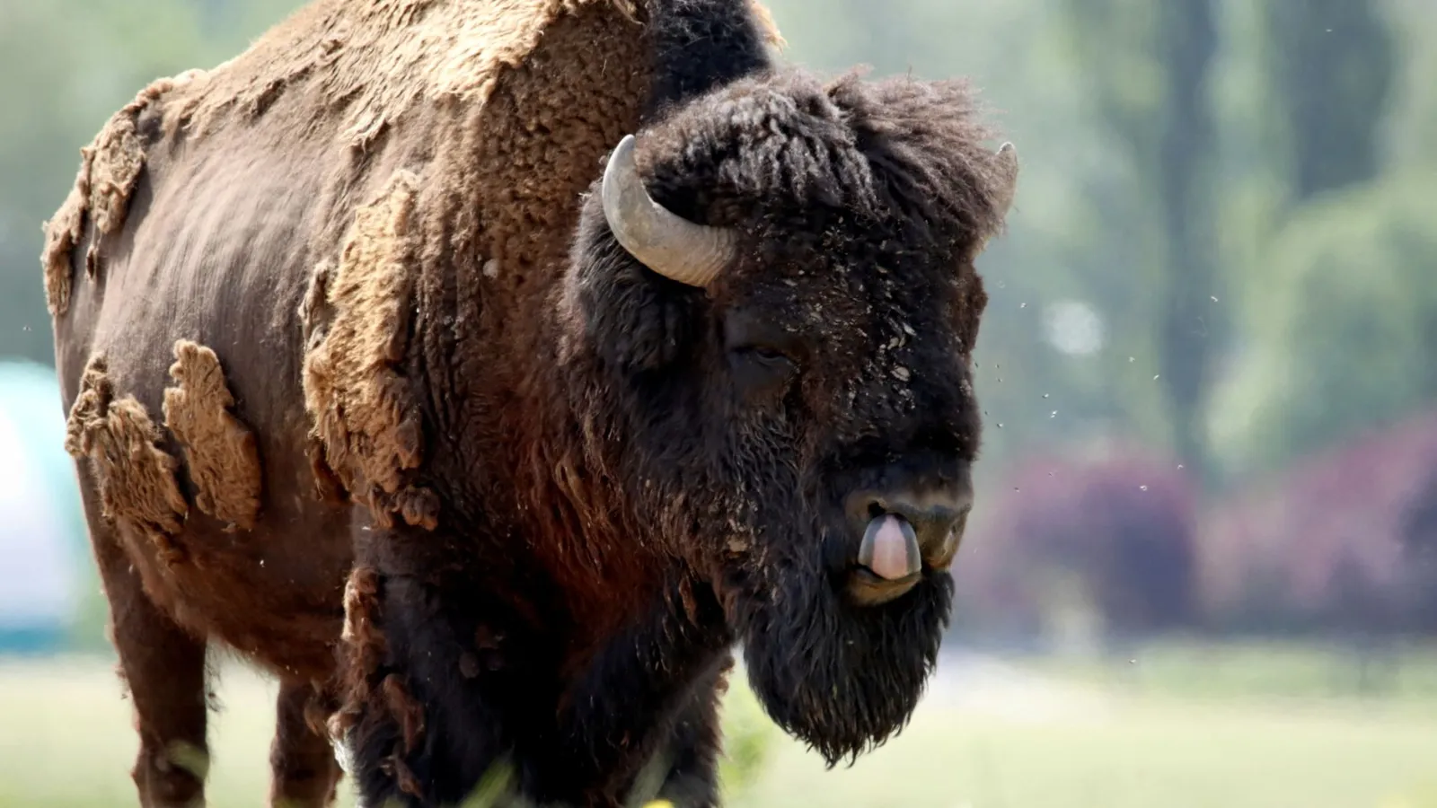 Bison mit herausgestreckter Zunge in der Steiermark