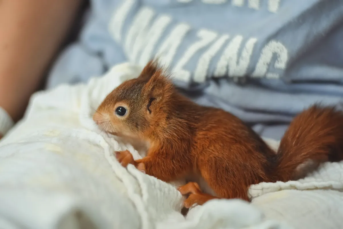 Eichhörnchenbaby auf weißer Decke vor blauem Pullover mit Schriftzug