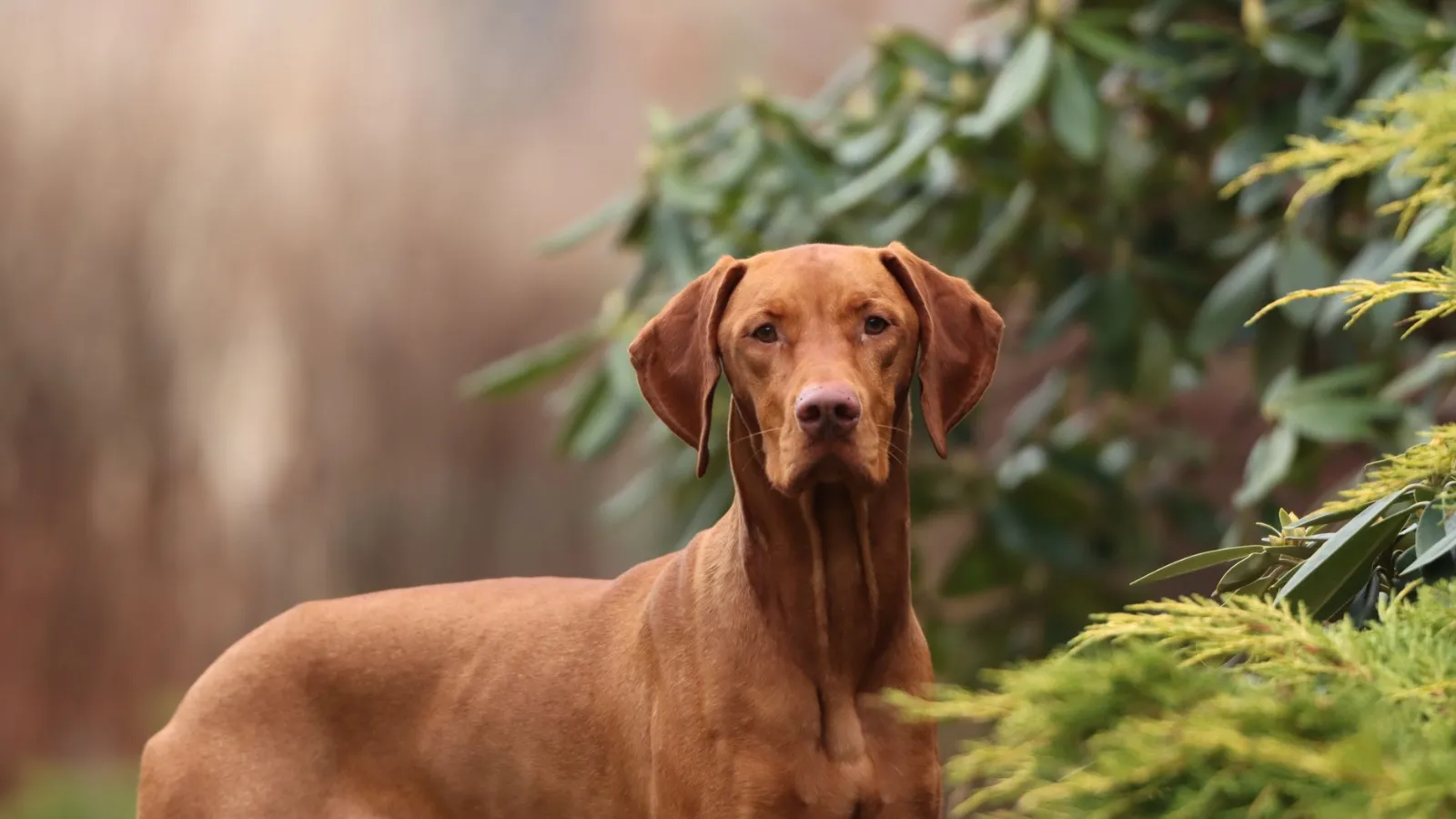 Vizsla-Hund steht im Garten vor Bäumen und Sträuchern.