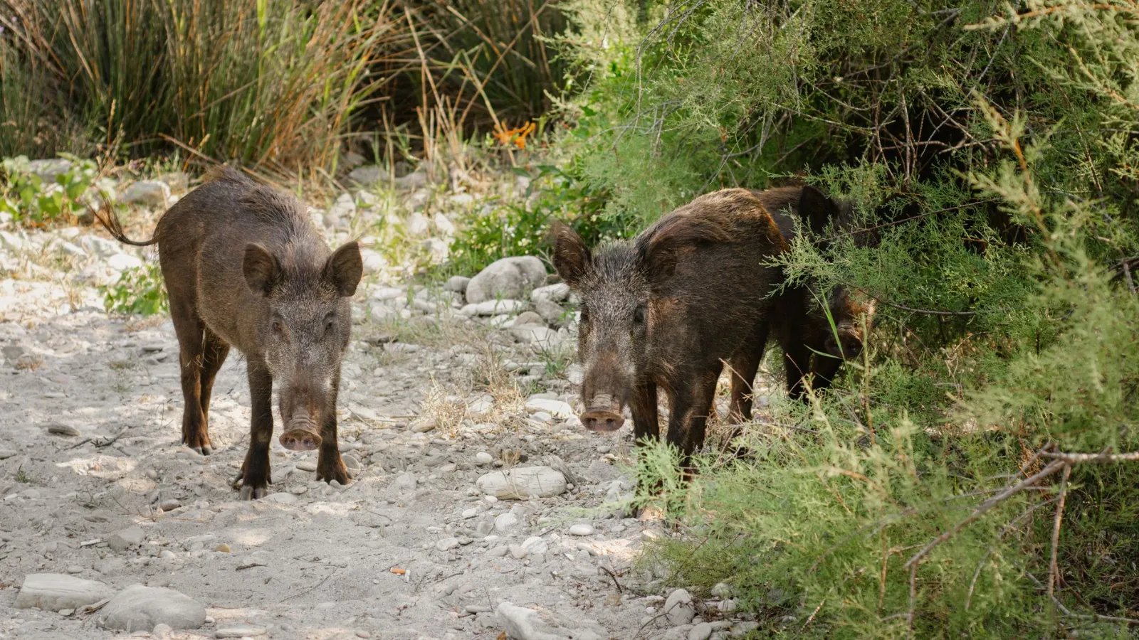 Wildschweine im Schilf und Gebüsch auf steinigem Untergrund