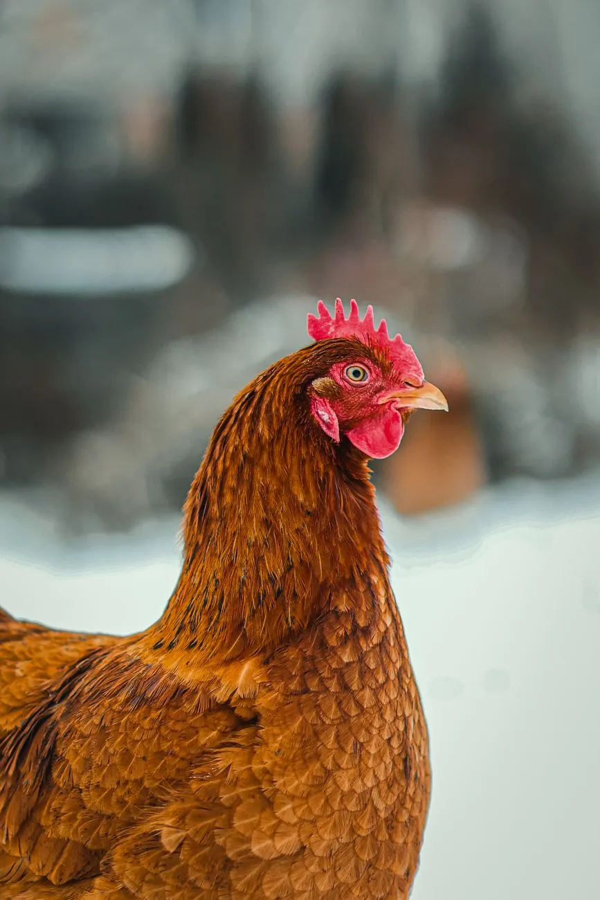 Huhn mit braunem Gefieder und rotem Kamm steht im Schnee