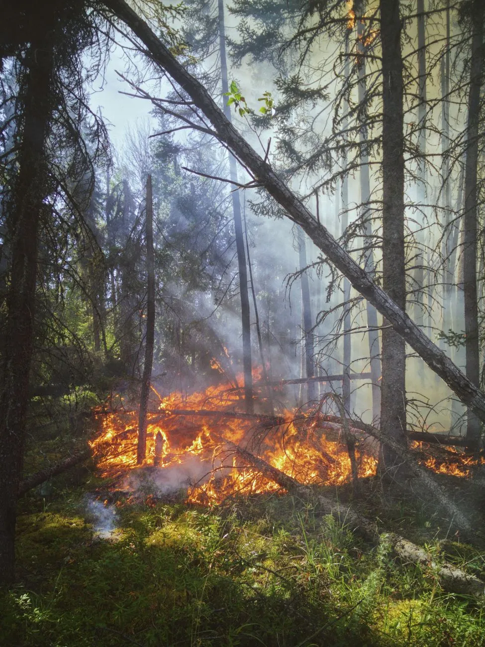 Waldbrand im Dickicht mit rauchenden Bäumen und Flammen am Boden