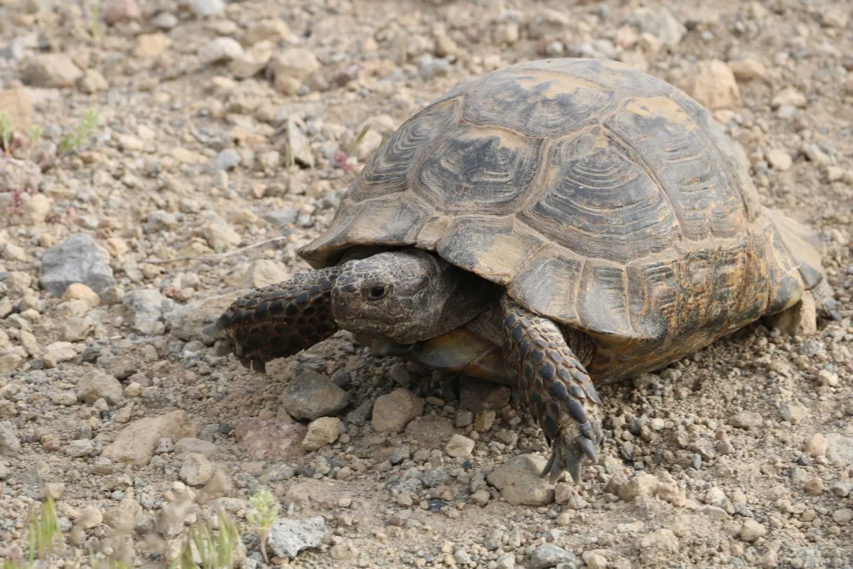 Schildkröte auf steinigem Untergrund in freier Natur