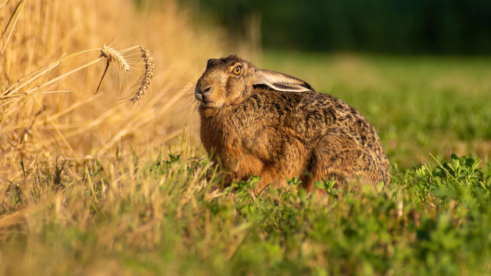 Feldhase sitzt im Gras neben einem Getreidefeld im Abendlicht