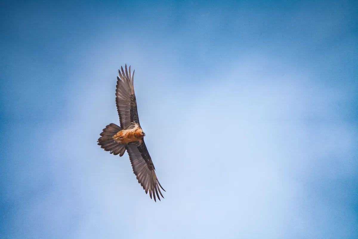Bartgeier fliegt mit ausgebreiteten Flügeln gegen blauen Himmel vor Bergkulisse