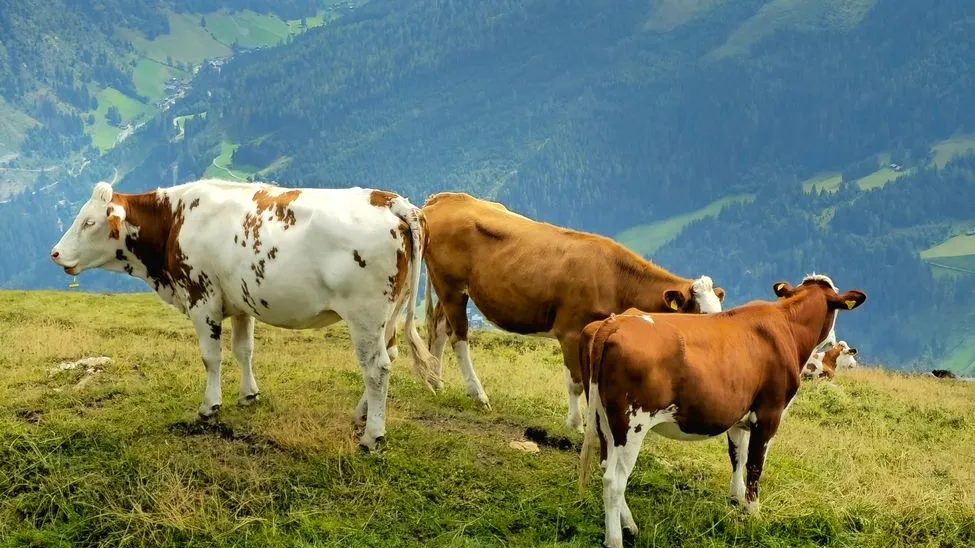 Kühe auf Almwiese mit Bergpanorama in den österreichischen Alpen