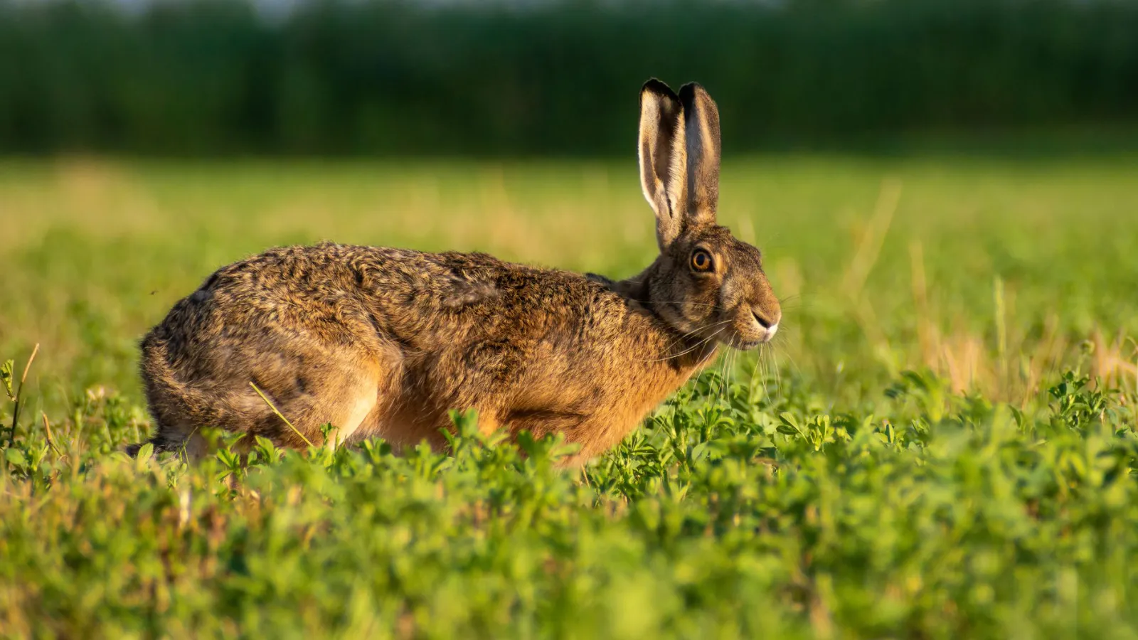 Feldhase im Gras in der Abendsonne auf einer Wiese in Österreich