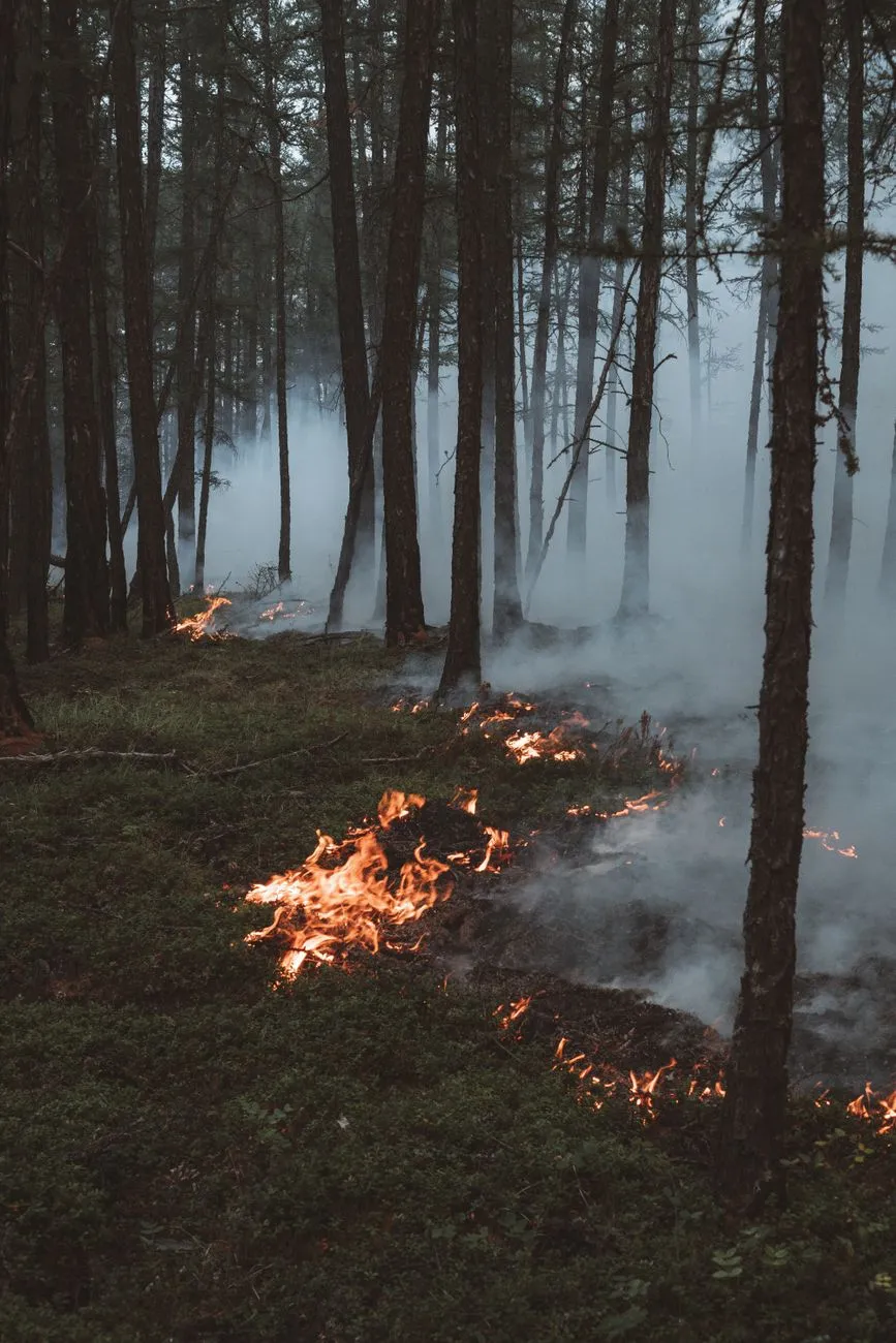 Waldbrand: Flammen und Rauch breiten sich im Unterholz eines Nadelwaldes aus.