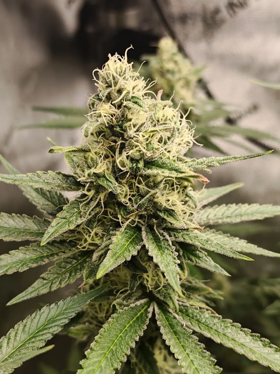 Cannabis-Blüte mit Trichomen und grünen Blättern in Nahaufnahme