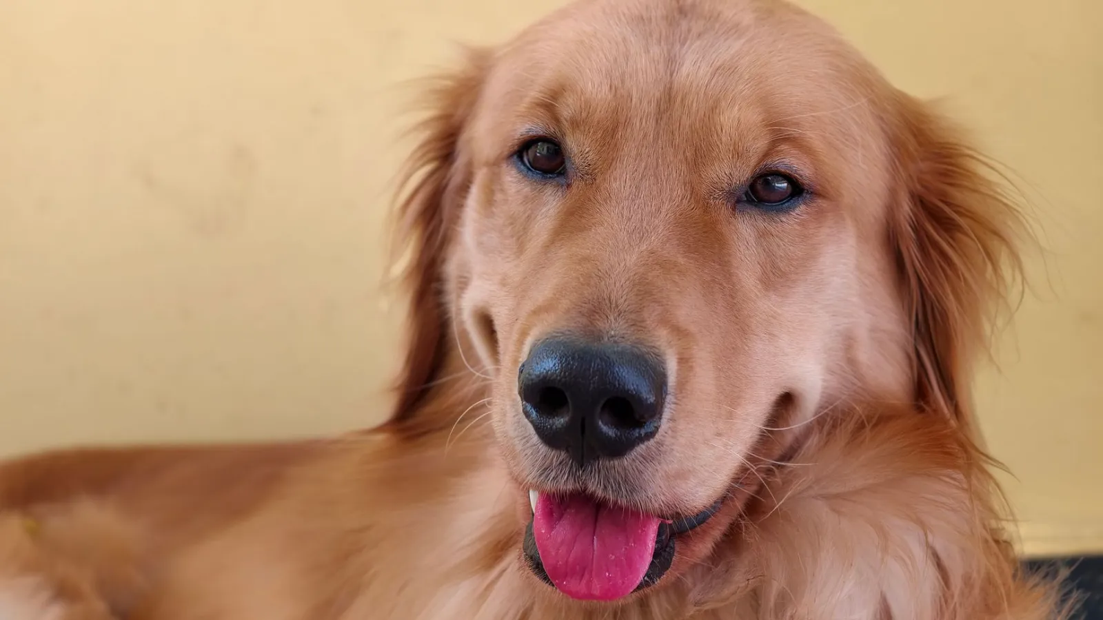 Golden Retriever mit heraushängender Zunge vor gelbem Hintergrund